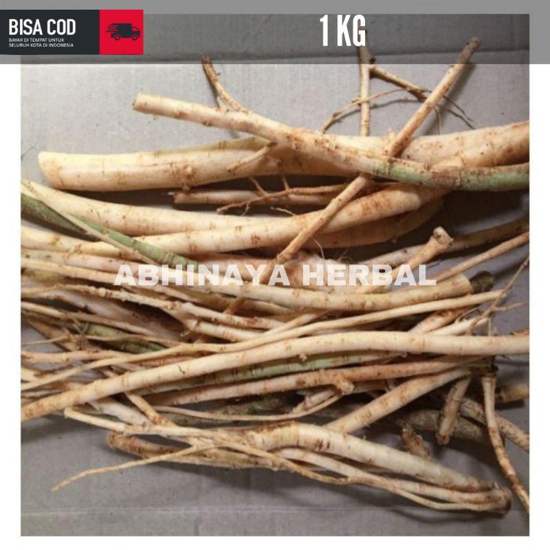 

AKAR PEPAYA SEGAR / AKAR GANDUL GEDANG 1 KG