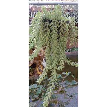 bunga gantung air mata ibu