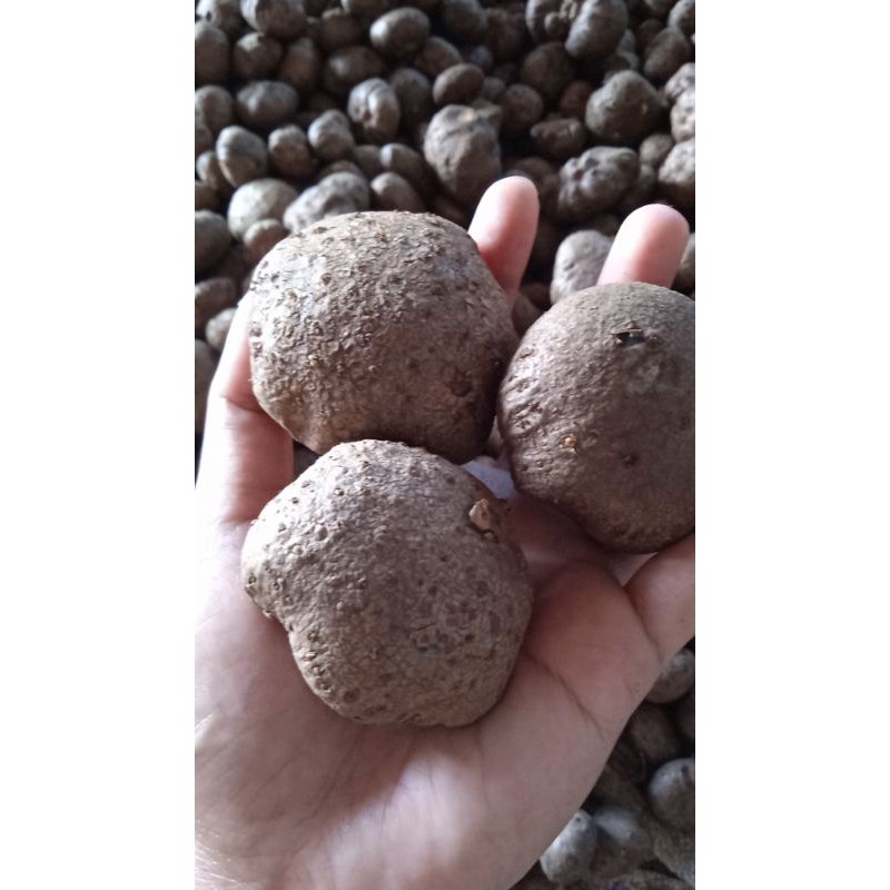 Bibit Katak Porang Super 1kg 250 Up