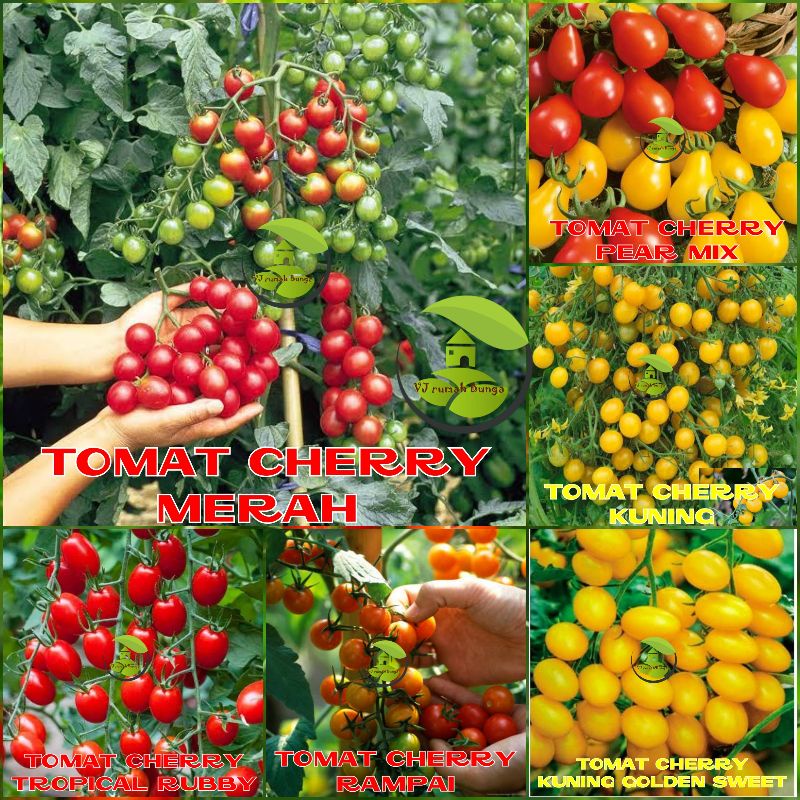 Benih Tomat Cherry Merah Manis Cherry Tropical Ruby Cherry Rampai Cherry Kuning