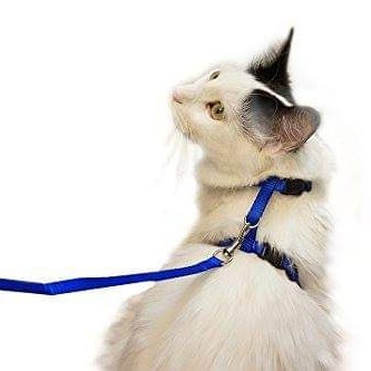 Harness H Hernes Tali Hewan Kalung Tuntun Badan Kucing Musang Kelinci FEFARM