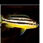 ikan hias cyclid Niasa aquascape