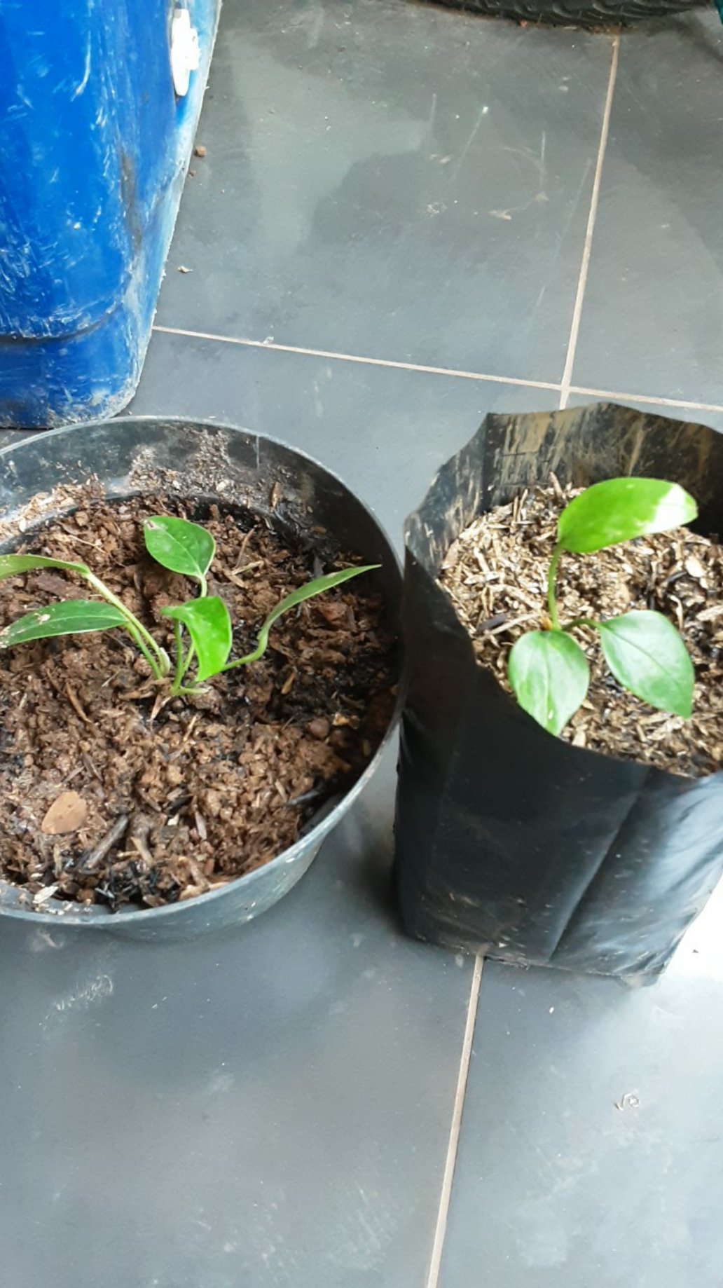 Tanaman Hias Bunga Anthurium  Lady Jane