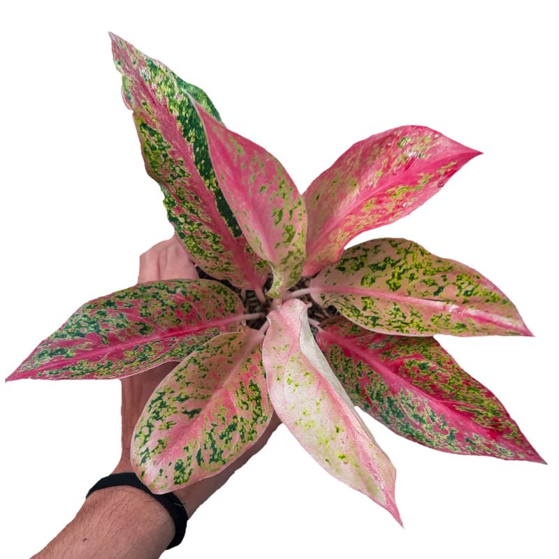 Bibit Bonggol AGLONEMA PROSPERITY / AGLAONEMA PROSPERITI Riny Importir Tanaman