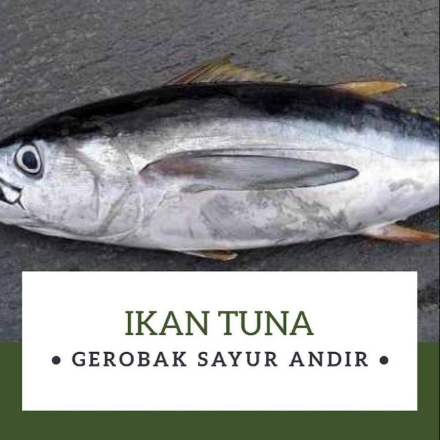 

IKAN BABY TUNA/TONGKOL JABRIG /Kg