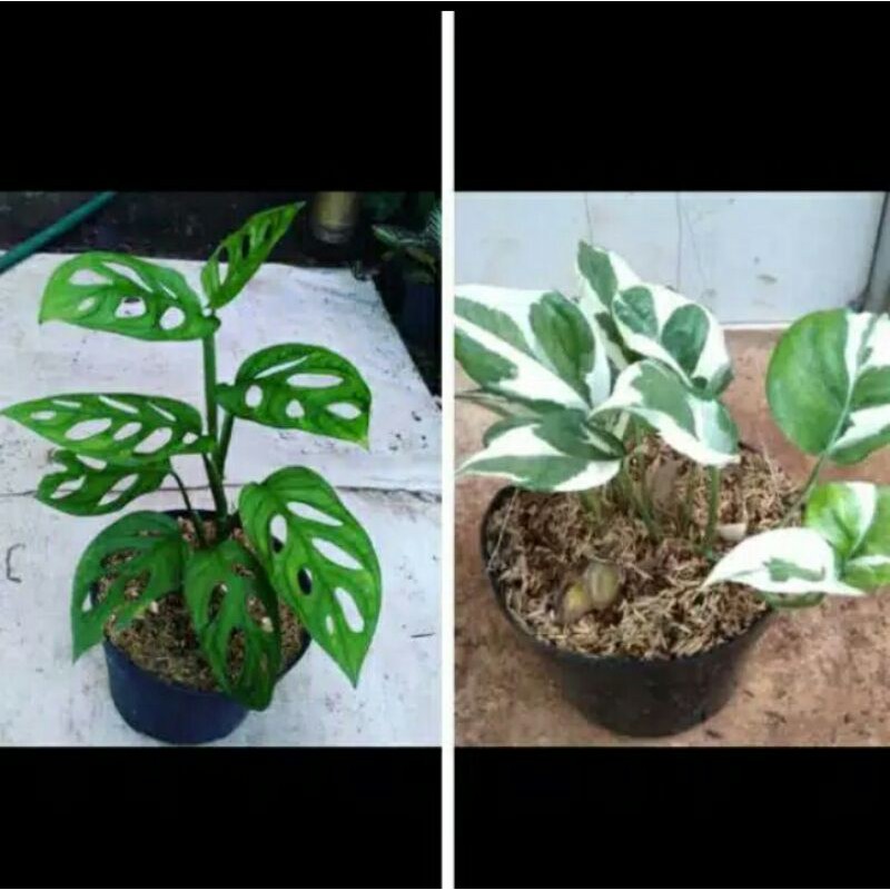 paket hemat tanaman hias monstera-srigading
