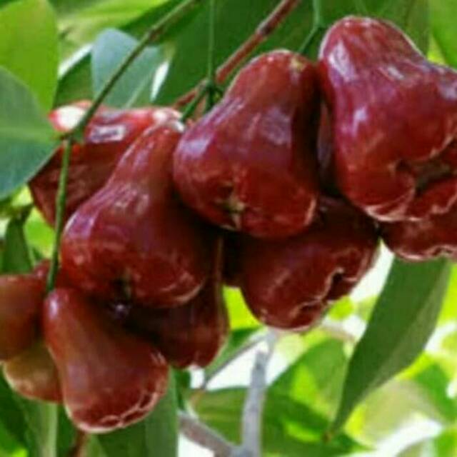 BIBIT POHON JAMBU AIR CINCALO MERAH
