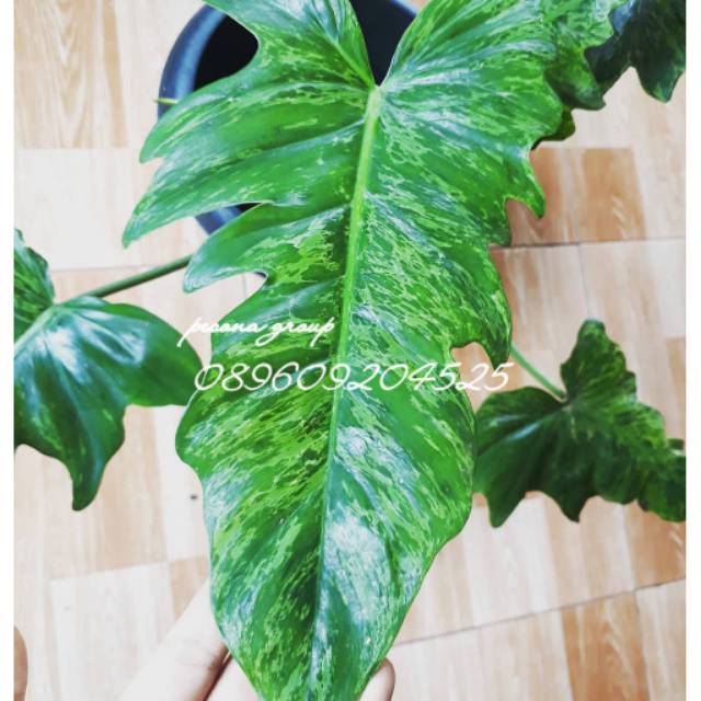 Philodendron dragon variegata lime fiddle golden dragon tanaman hias indoor outdoor