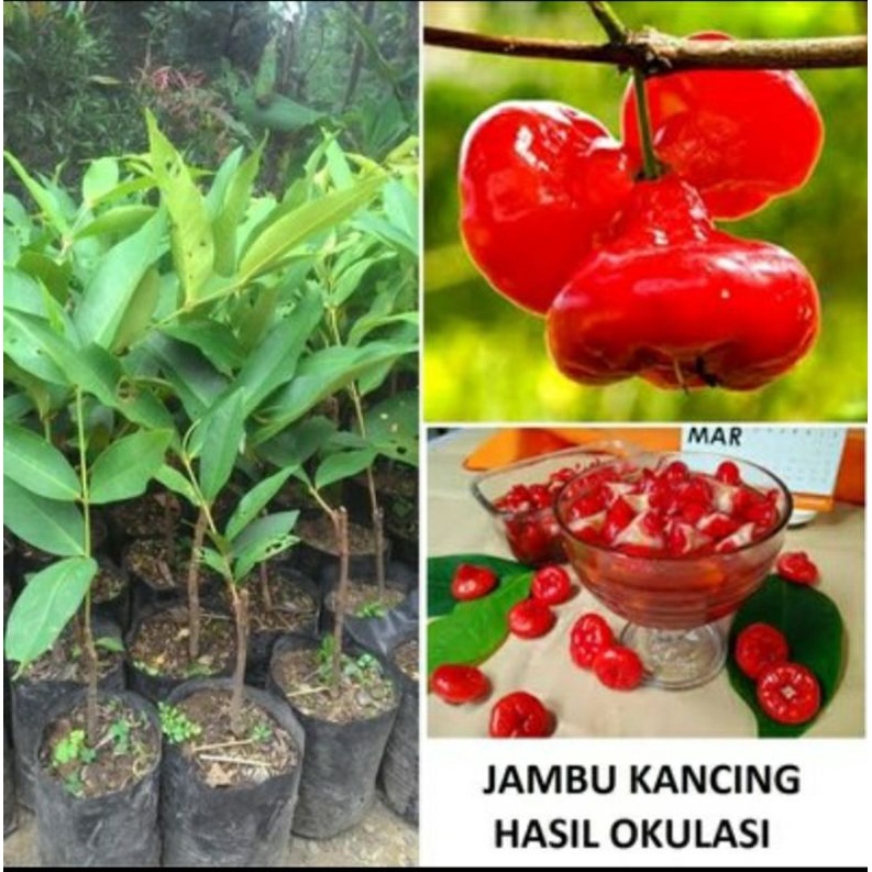 bibit jambu air kancing//jambu kancing
