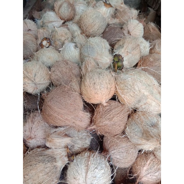 

KELAPA UTUH SIAP OLAH (SUDAH DIPISAH DARI TEPESNYA)