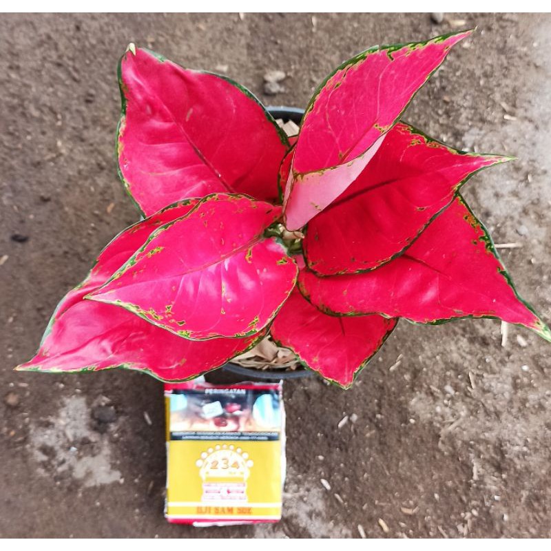 aglonema red anjamani jumbo