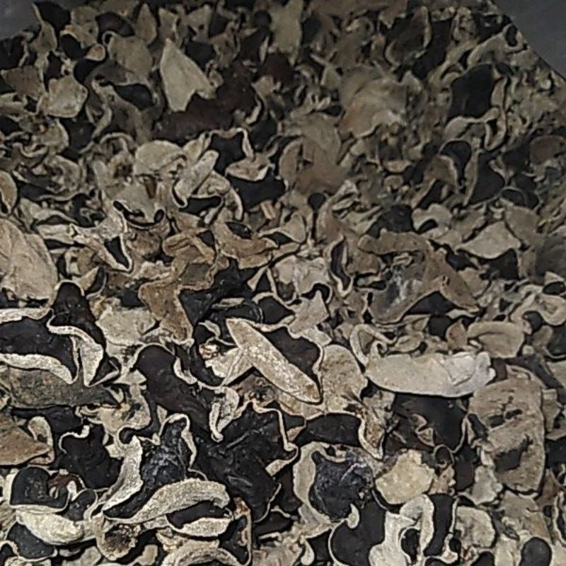 

jamur kuping kering u/k kecil 1kg