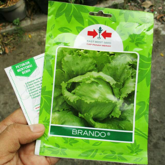 Selada Brando 3000biji