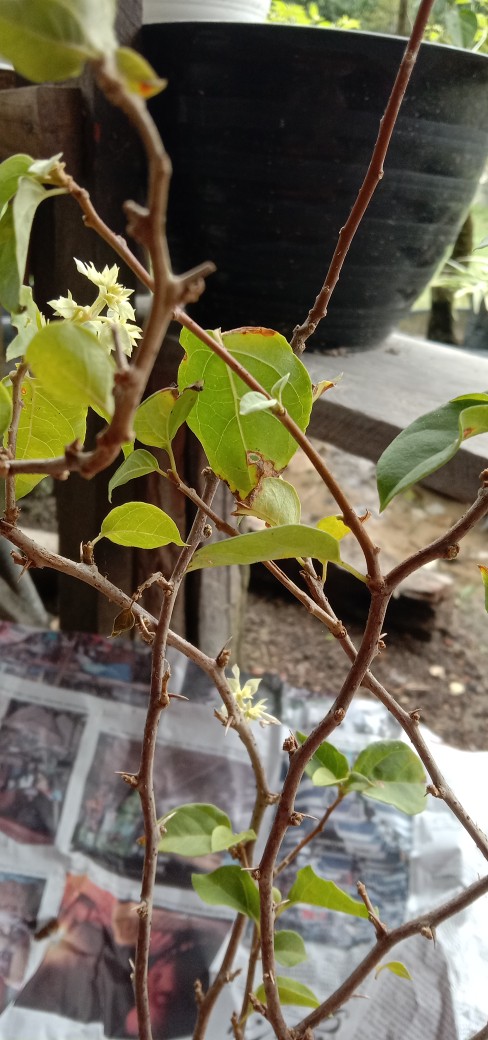 Tanaman Hias Bunga Bougenville / Bugenville / Bunga Kertas Id Hawai Cherry Blossom Bibit Original