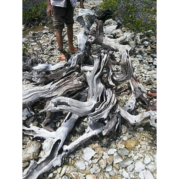 santigi laut berkata