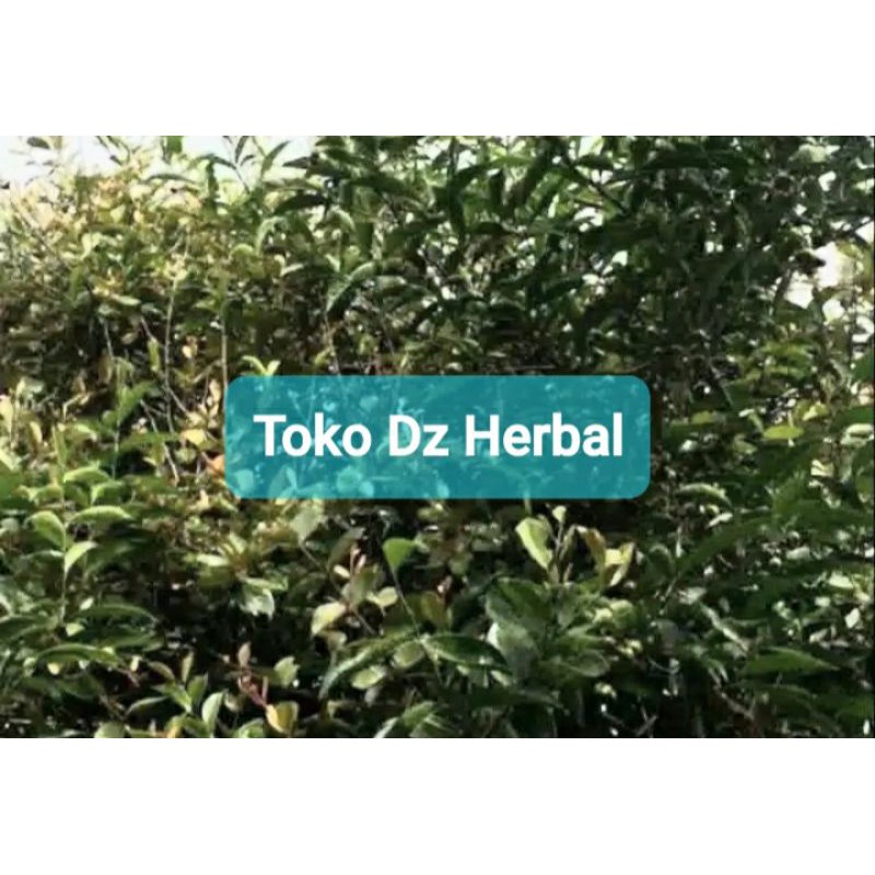 

Jual benalu teh segar 500 gram murah-az