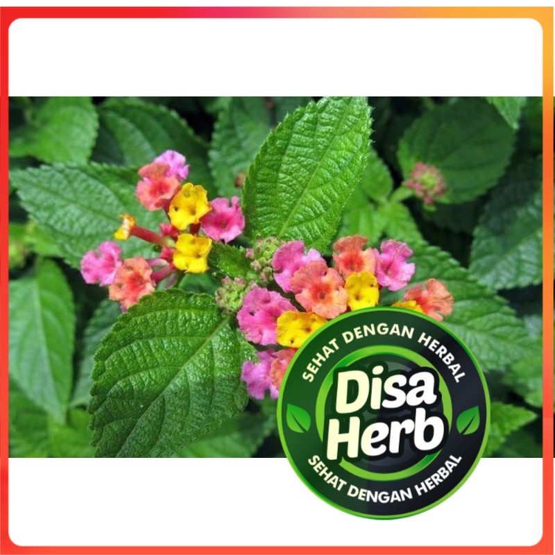 

DAUN TEMBELEKAN BUBUK 500 GRAM - Lantana Camara - MURNI - JSR - REMPAH