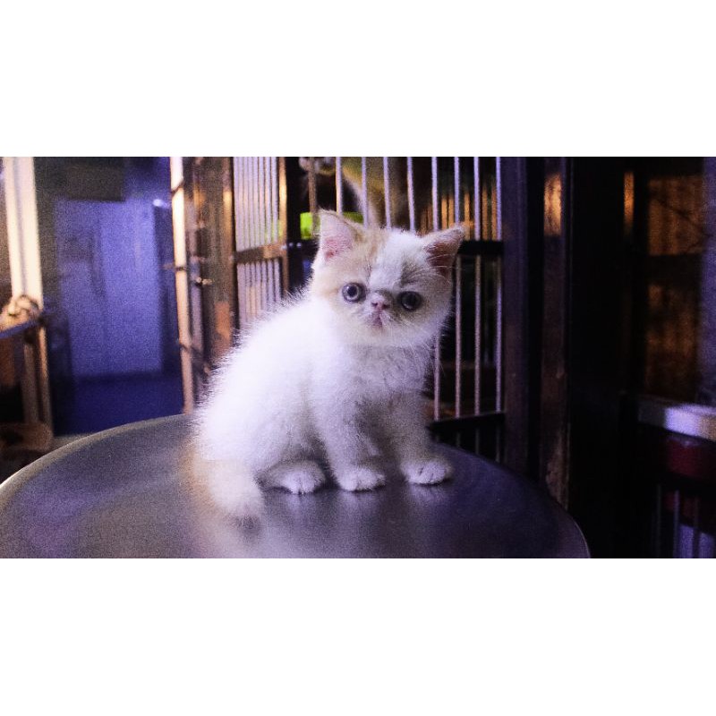 kucing persia peaknose