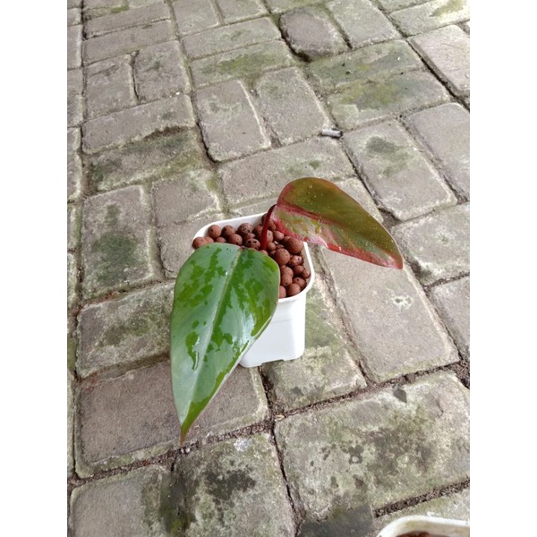 Philodendron Strawberry Shake