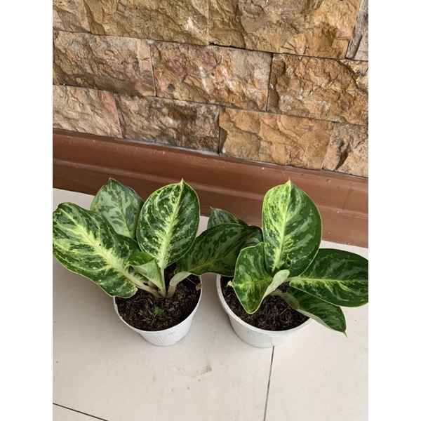 aglonema green papuma cobra