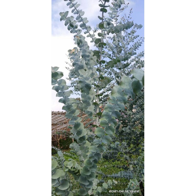 plant silver dollar tusuk sate impor