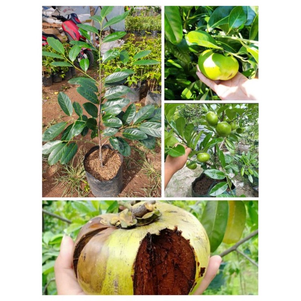 Bibit Black Sapote Jumbo Cangkok Asli Okulasi / Sawo Mexico ( Sawo Hitam ) siap Berbuah 1 meter up