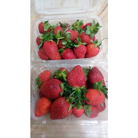 Buah Strawberry Segar Strawbery Pack 100-150 gram