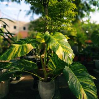 Tanaman Hias Philodendron Monstera Epipremnum aureum ...