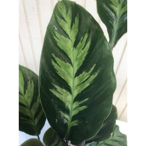 Calathea Misto