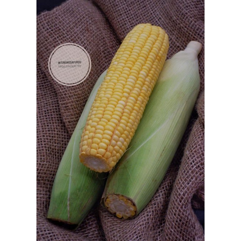 

Fresh - Jangung Manis belum dikupas