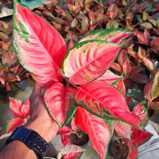  Tanaman  Aglonema  Aglaonema Hias  KOCHIN PINK Shopee Indonesia