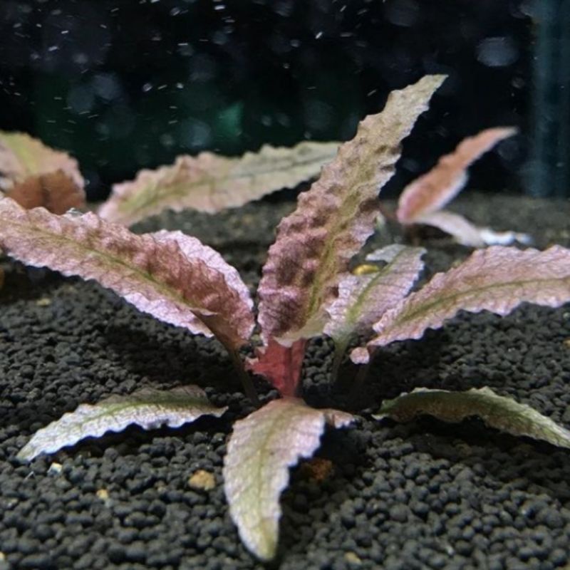 Cryptocoryne Flamingo Tanaman Aquascape
