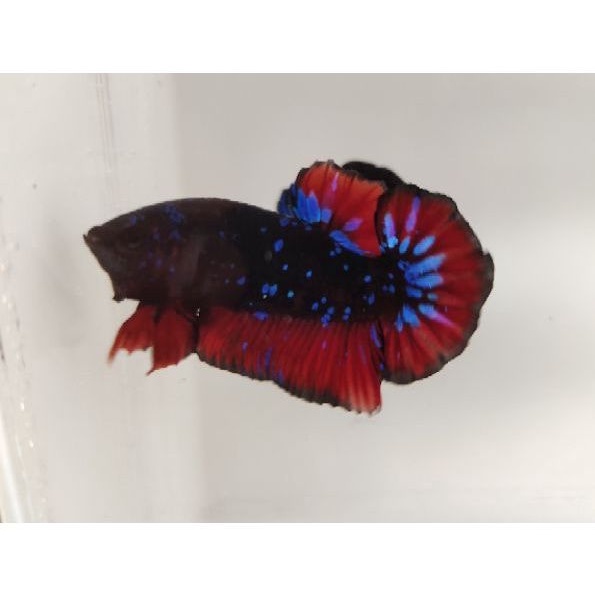 IKAN CUPANG INDUKAN AVATAR GORDON RINTIK PASIR GRADE PREMIUM