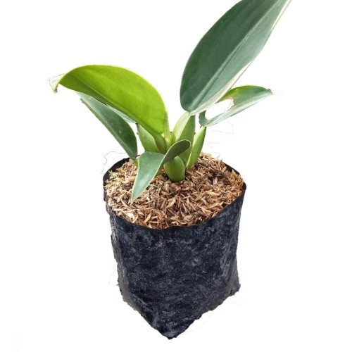 tanaman pilo katak M(sedang)