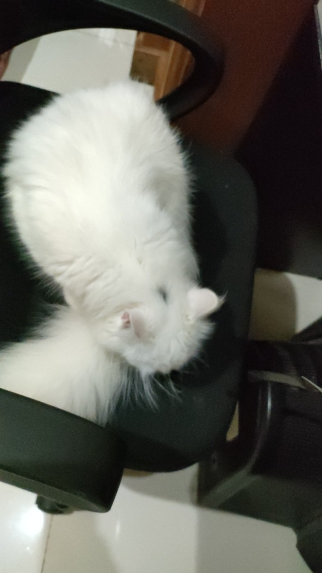 Kantong Plastik Transparan Belanja Ramah Lingkungan Delman 500gr