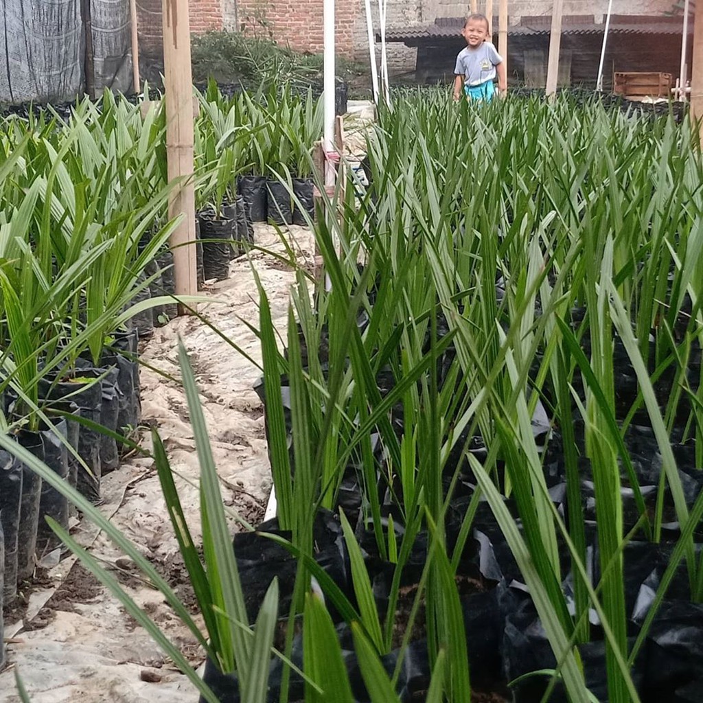 

Bibit Kurma