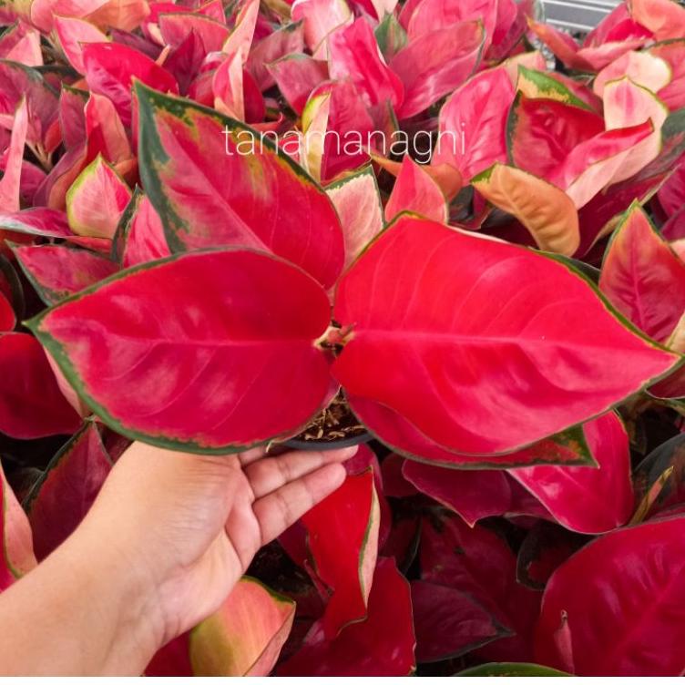 zg~038>☛⭐ Aglonema suksom jaipong culture uk. BESAR stang pendek daun 5-7⭐makasih.