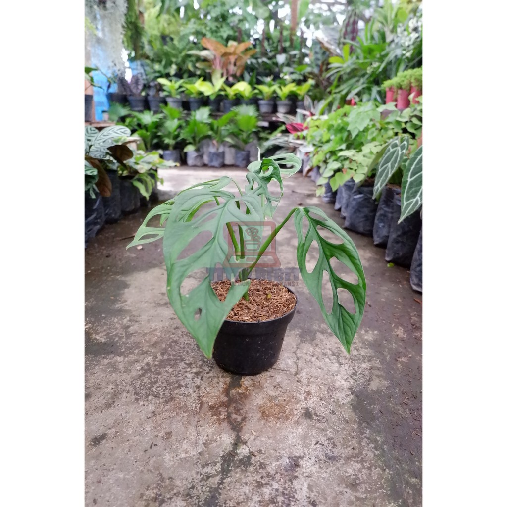 Tanaman Hias Philodendron Monstera Obliqua / Janda Bolong Murah bergaransi