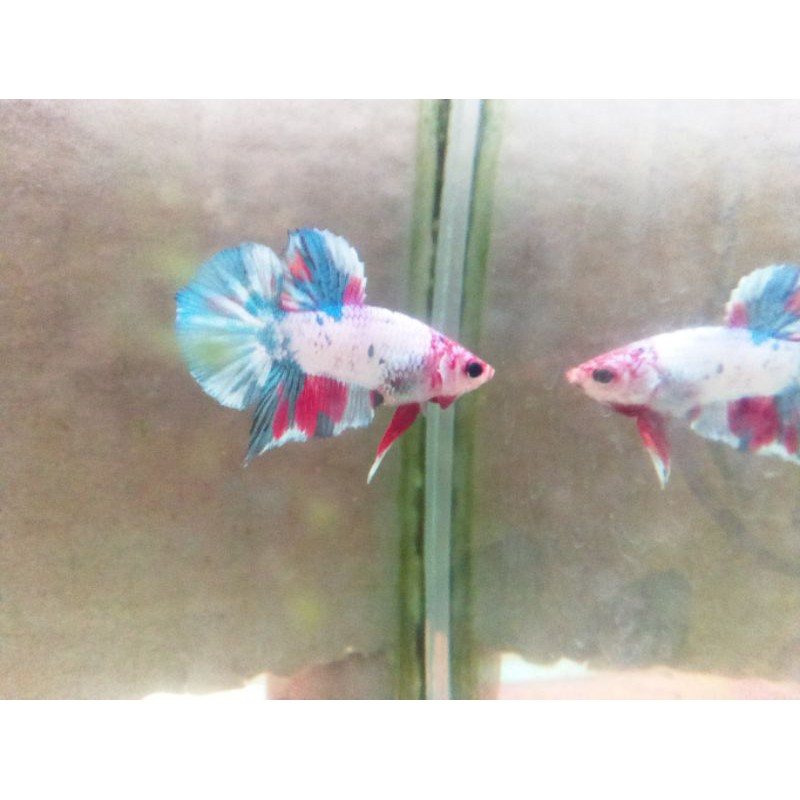IKAN CUPANG HIAS MULTICOLOUR bahanan Giant