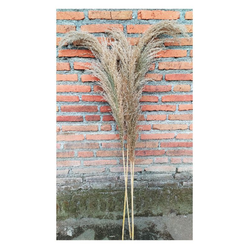 pampas bulu ukuran jumbo / pampas bulu lokal murah