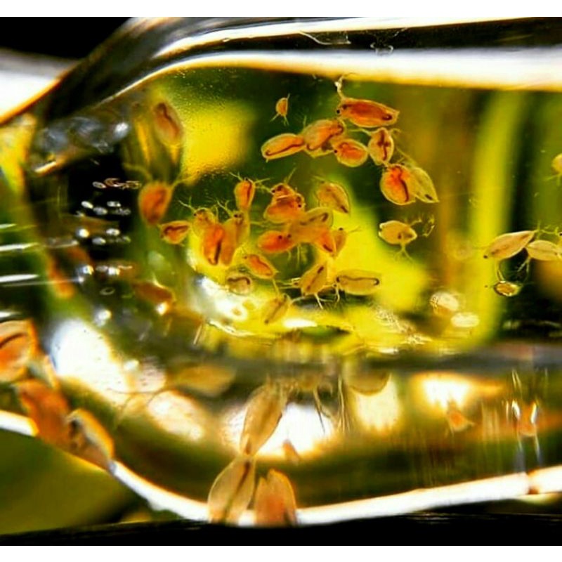 Daphnia Magna / Kutu Air Raksasa
