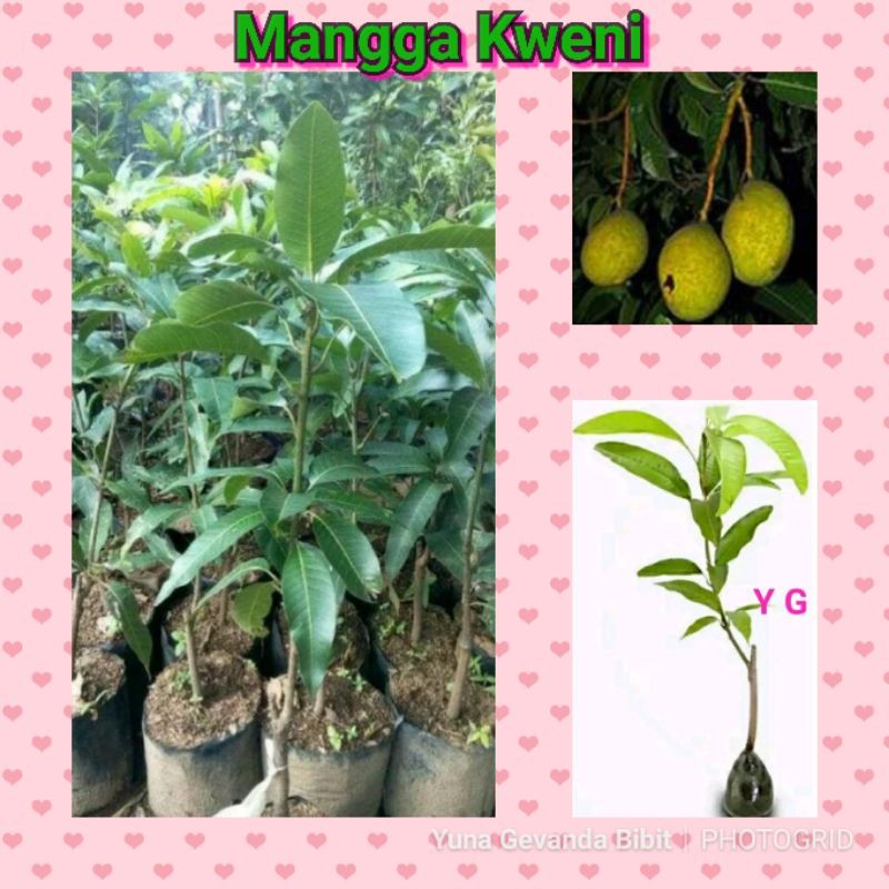 Bibit Tanaman Buah Mangga Kweni