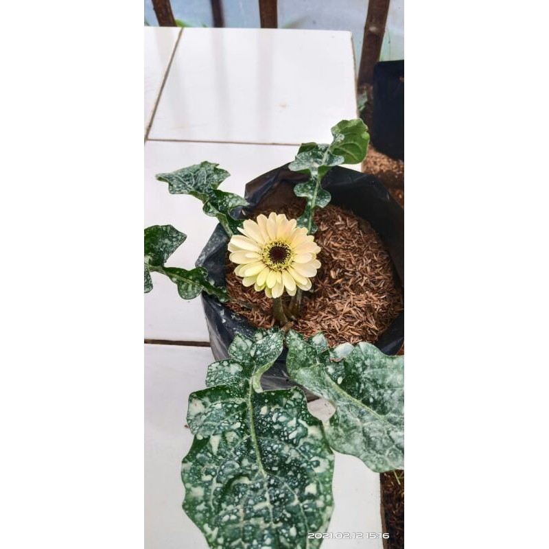 plant gerbera dwarf/pendek