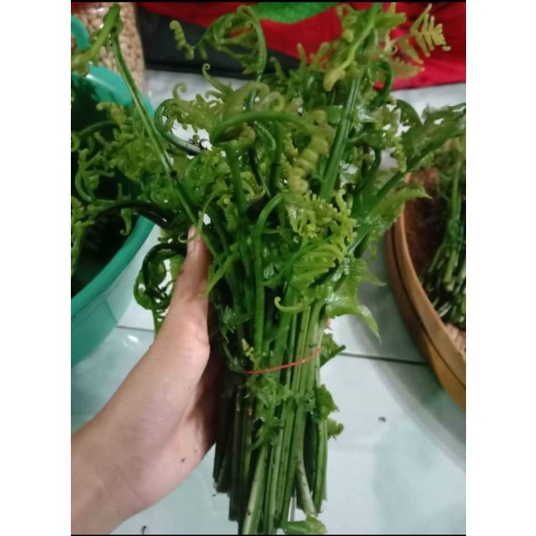 

sayur pakis segar 500 gram pemetik sendiri