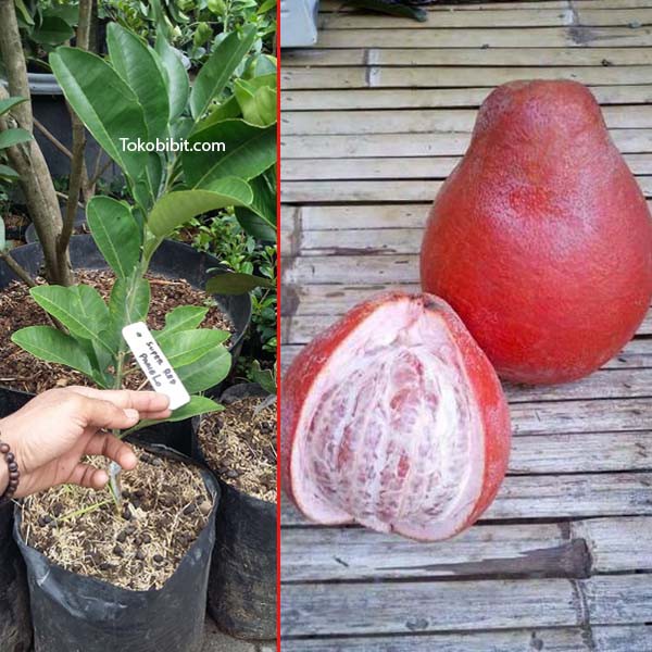 Bibit Tanaman Jeruk Pamelo Red Ruby | Shopee Indonesia