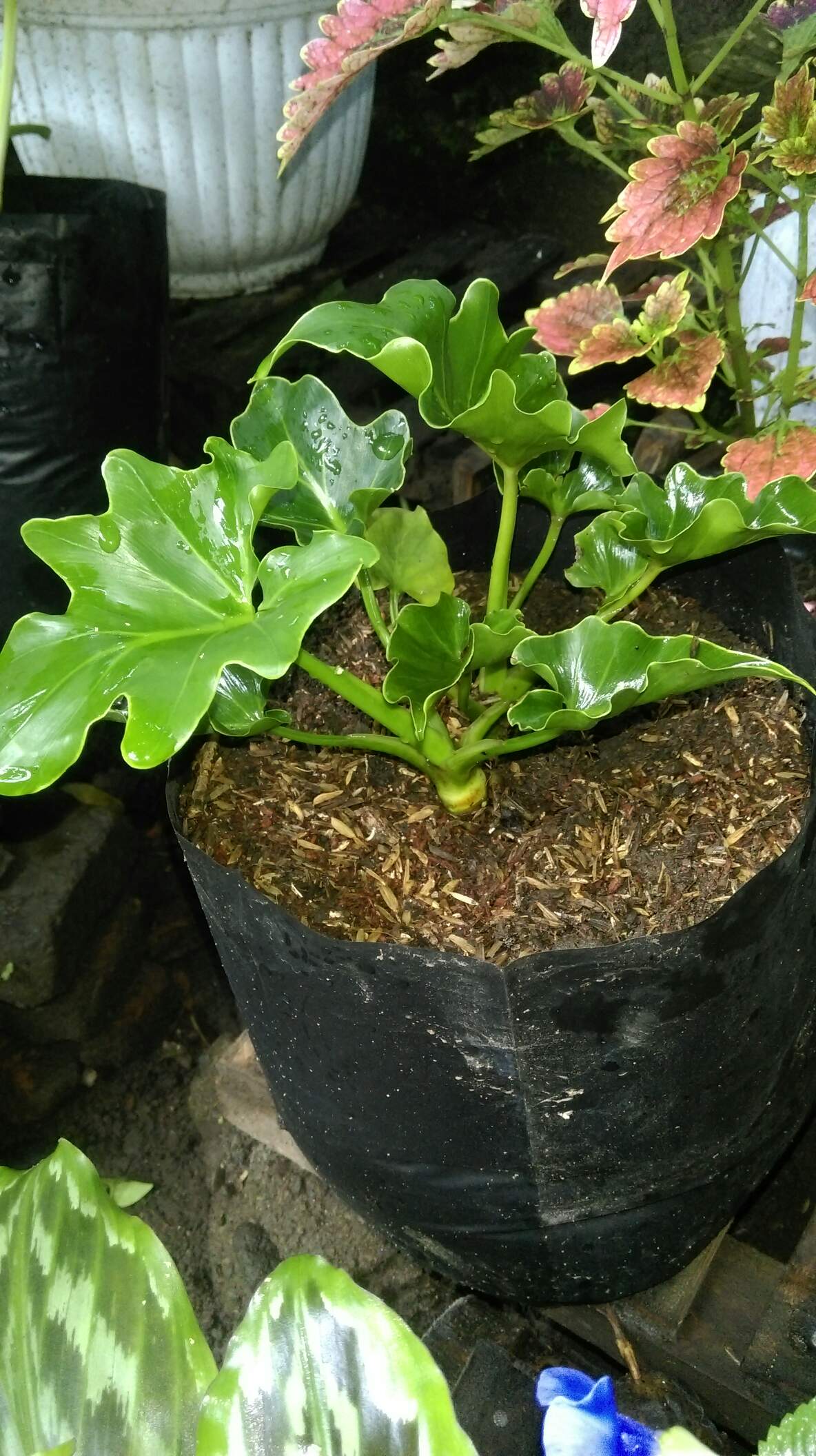 Philodendron / Jendron