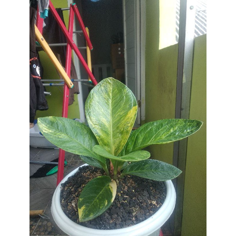 anthurium jemani mangkok varigata