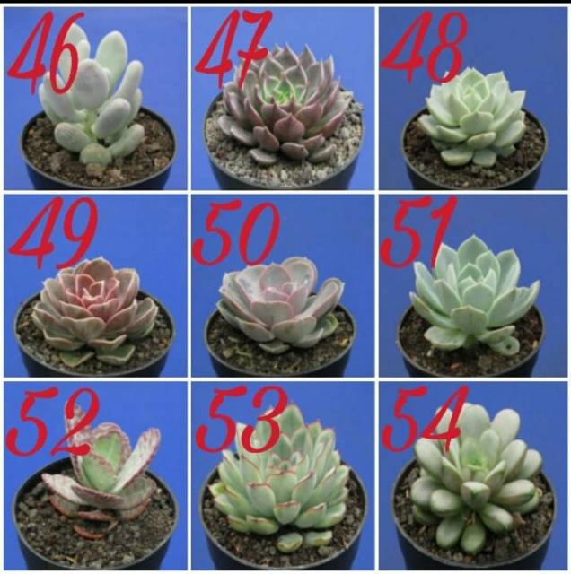 Kaktus dan sukulen lokal GRATIS POT