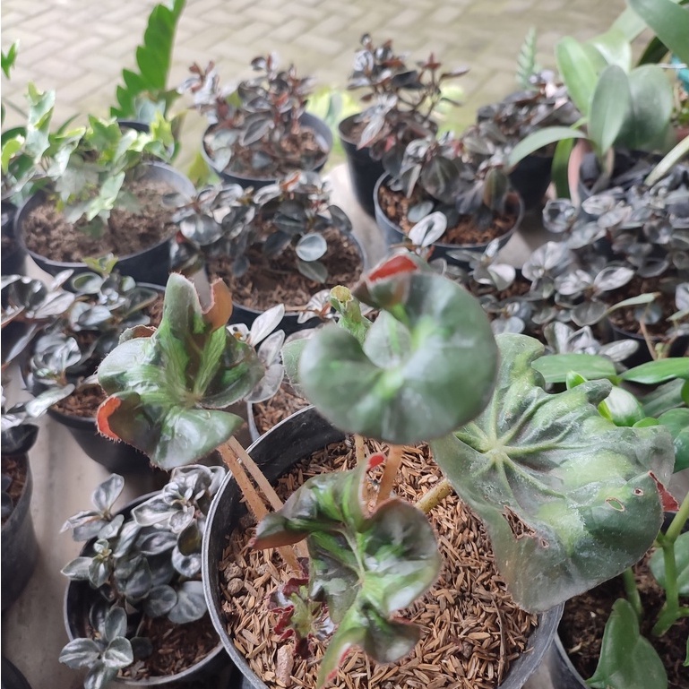 Bunga begonia Keriting atau begonia kriwul Tanaman Hias