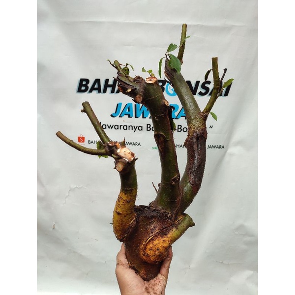 (REAL PICT) BAHAN BONSAI LOA DONGKELAN